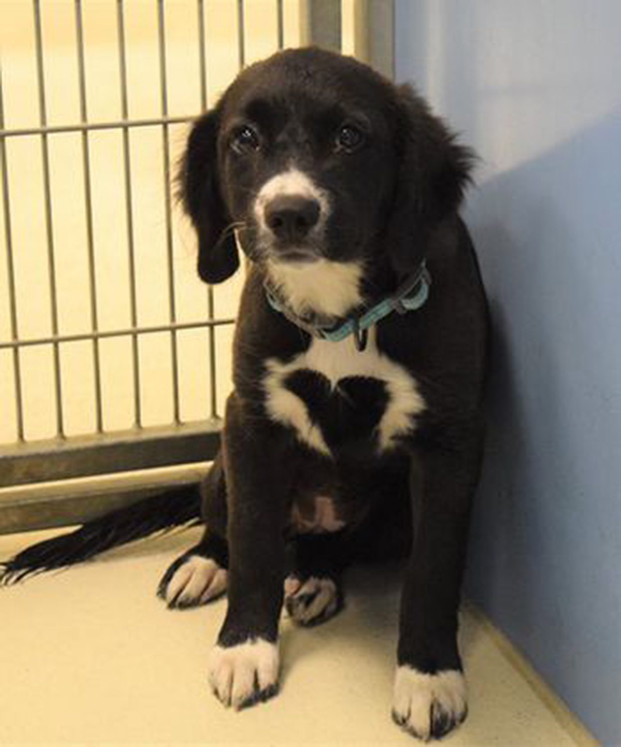 a dog puppy with black heart markings on chestCredit: Broken Arrow Animal Shelter