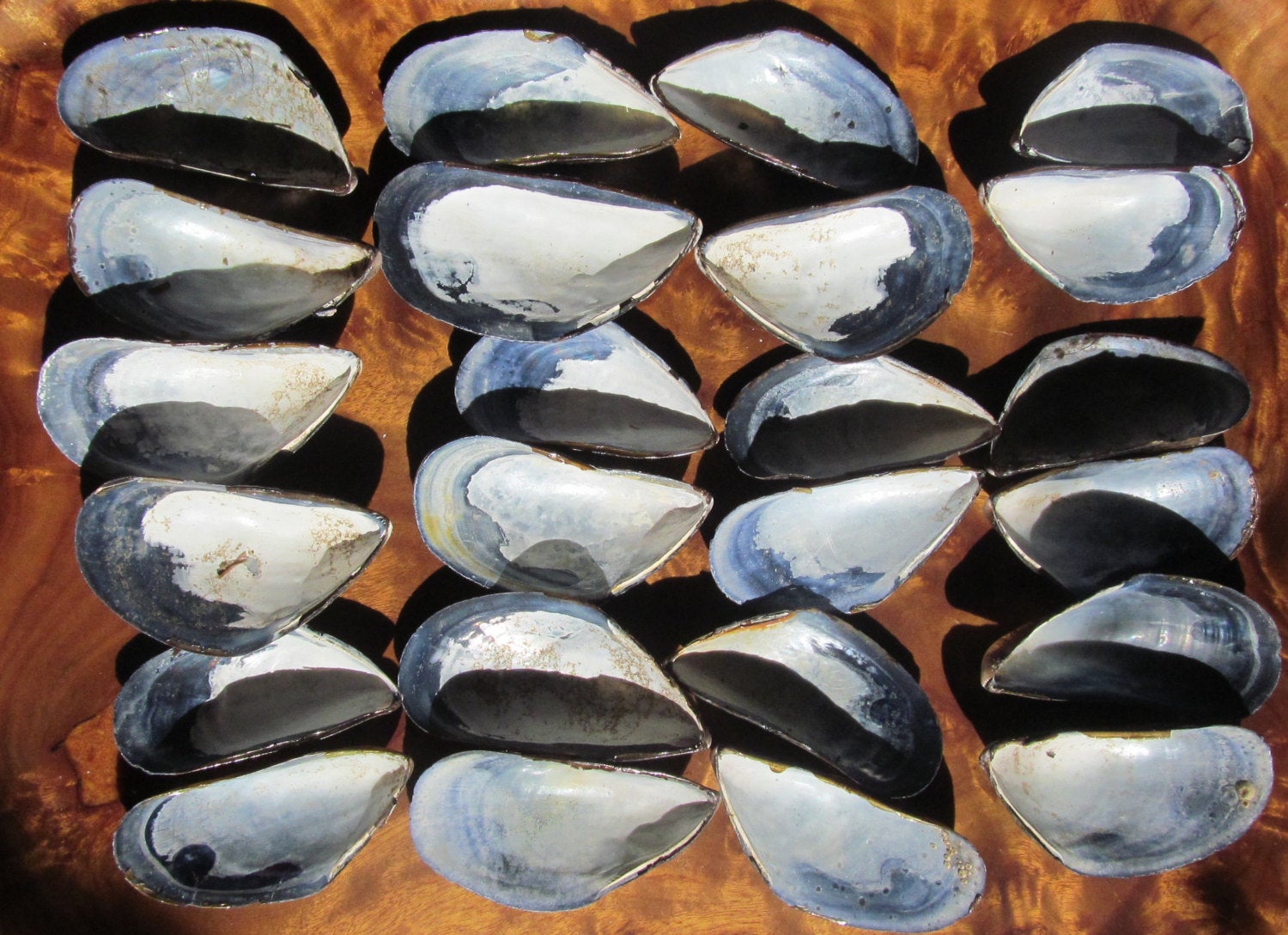 Serendipity in Science: Half Shell Mussels Yield New Material