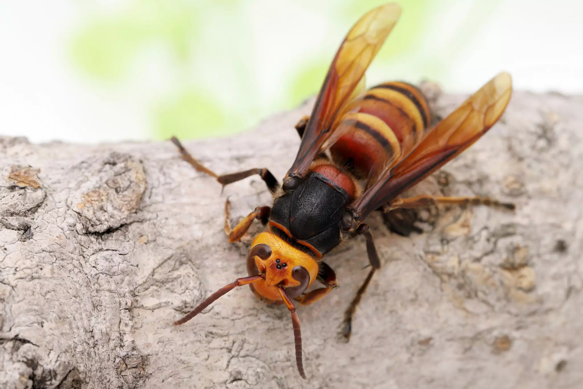 Asian giant hornet (dubbed the murder hornet)