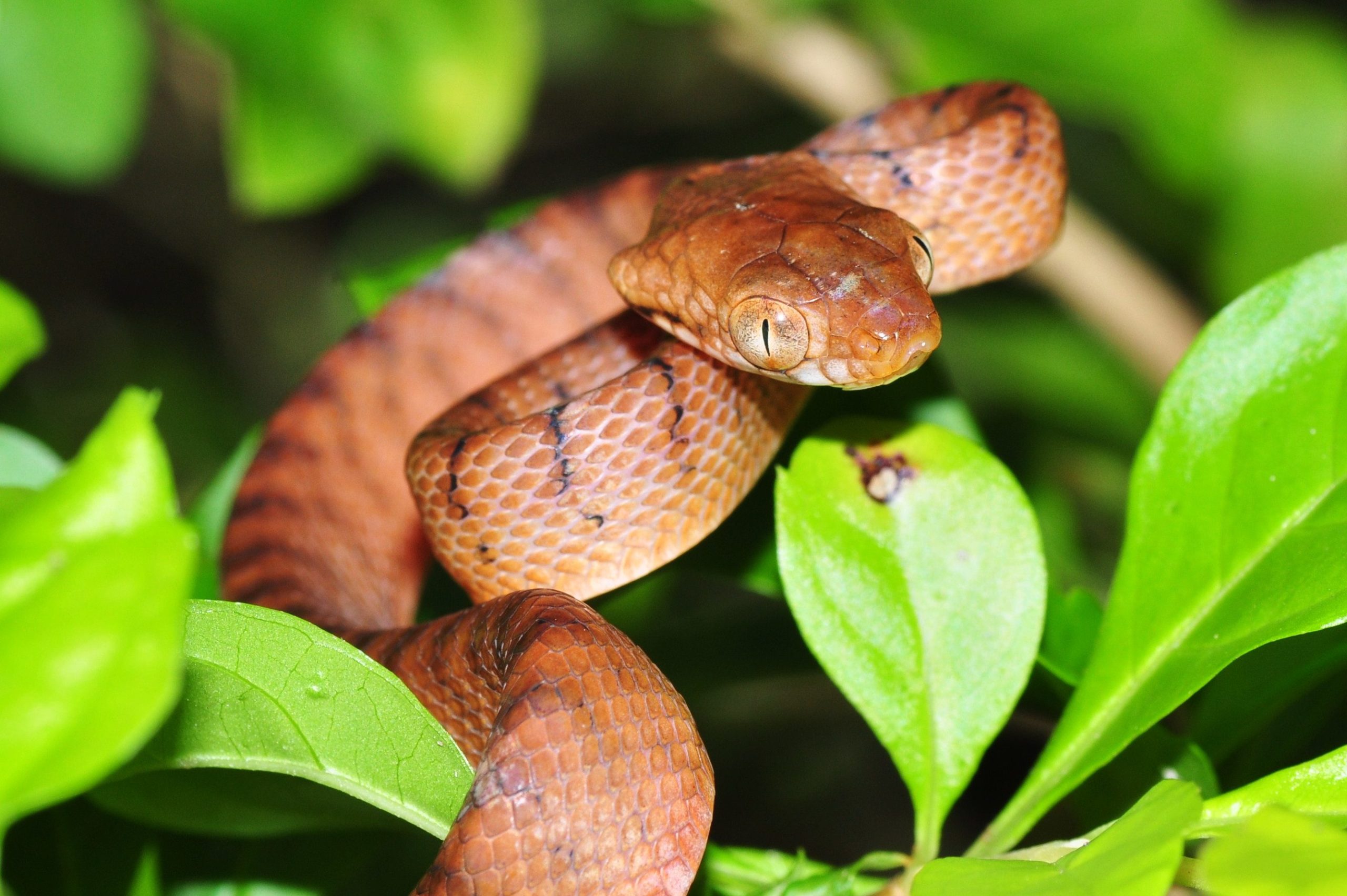 New Study Finds This Snake Uses Lasso-Like Motion to Climb