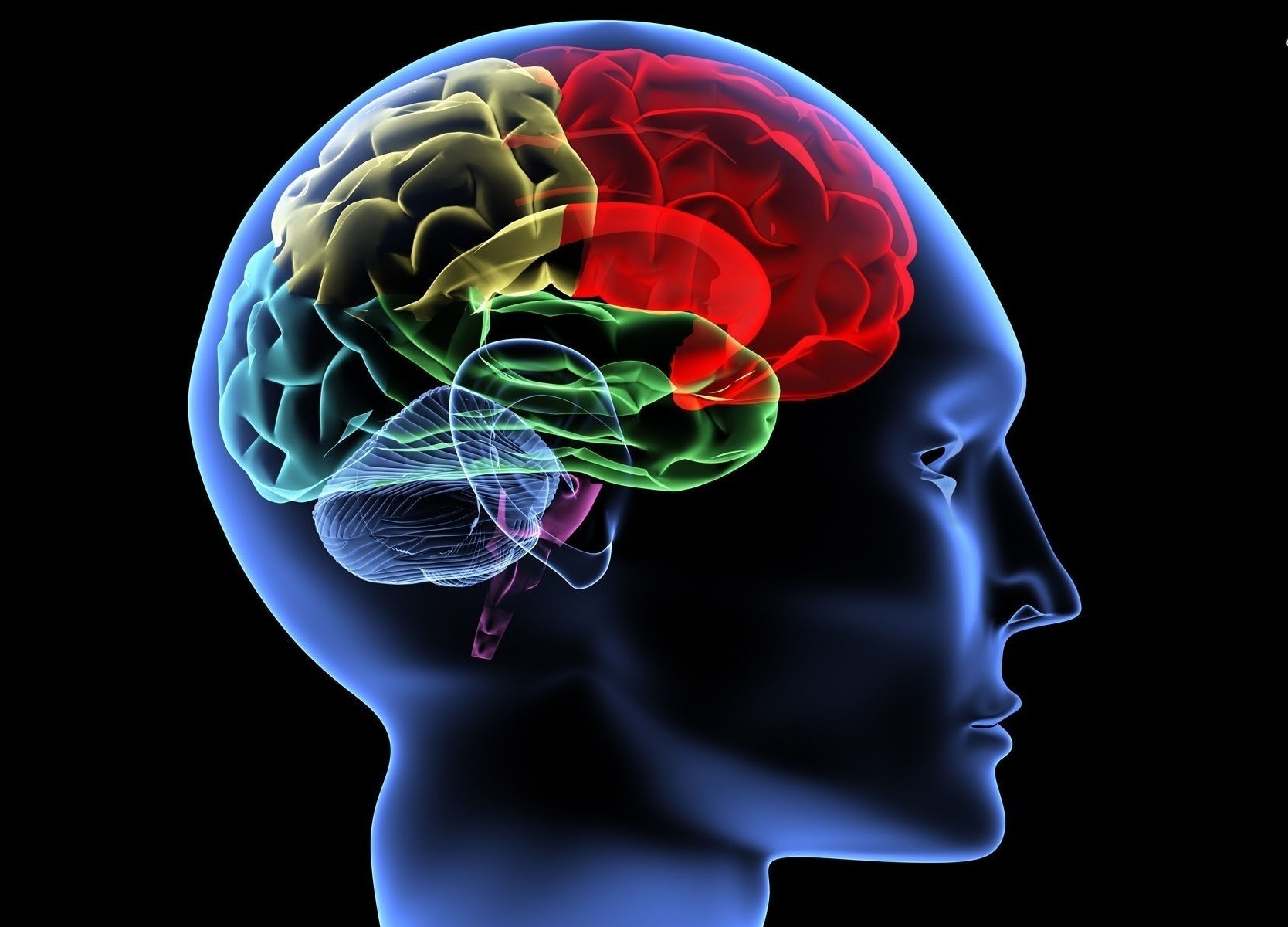 A depiction of the human brain