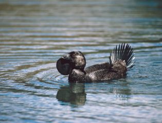 Ripper the Talking Duck