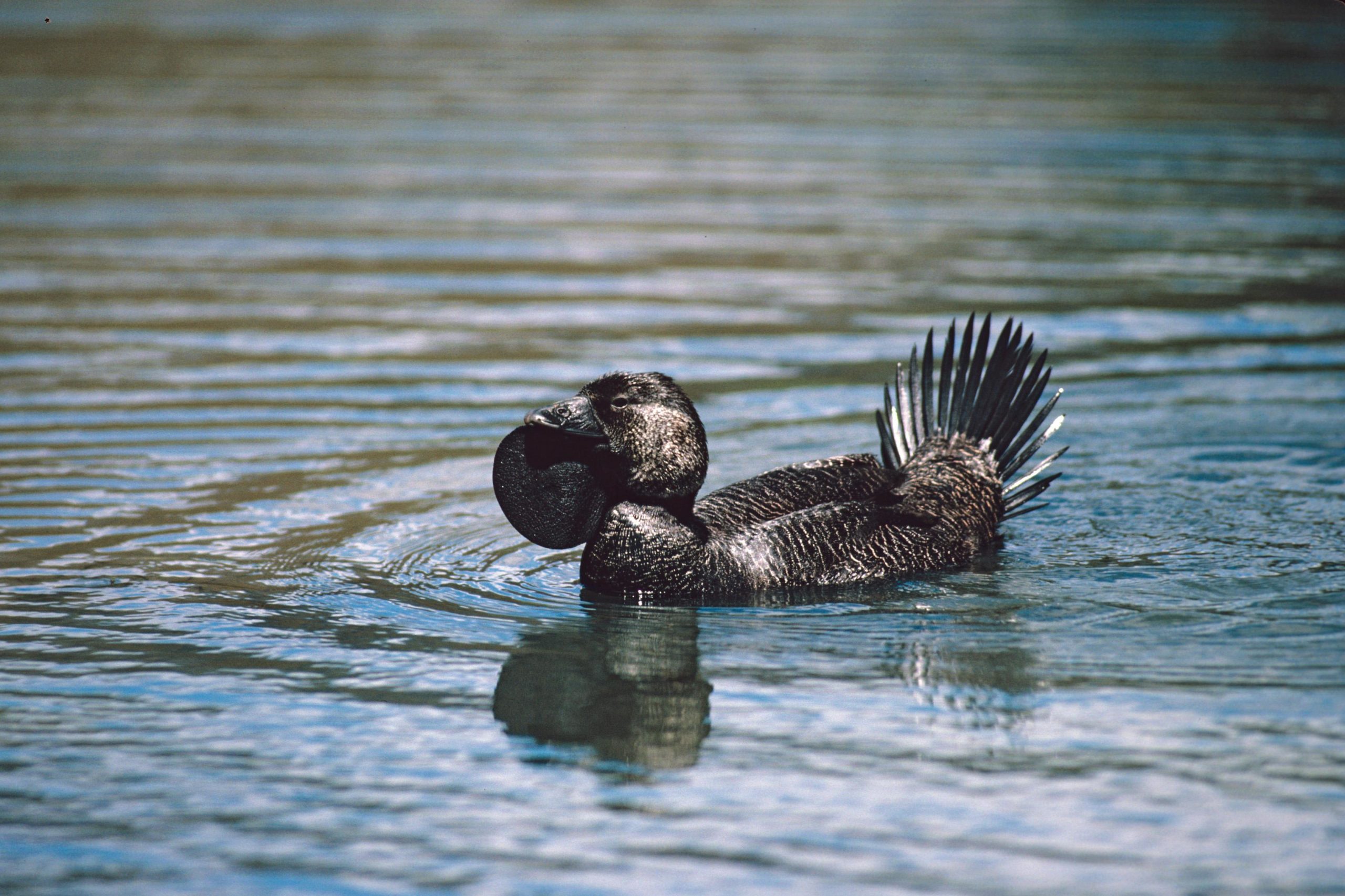 The Audio of Ripper the Talking Duck Was Recently Rediscovered